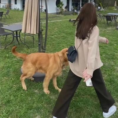 熊猫的大冒险
